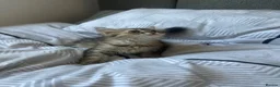 British Longhair cats for sale: Last Boy British long haired  in London - Advert 6