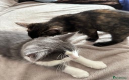 Mixed Breed cats for sale: lovely kitties - Image 6