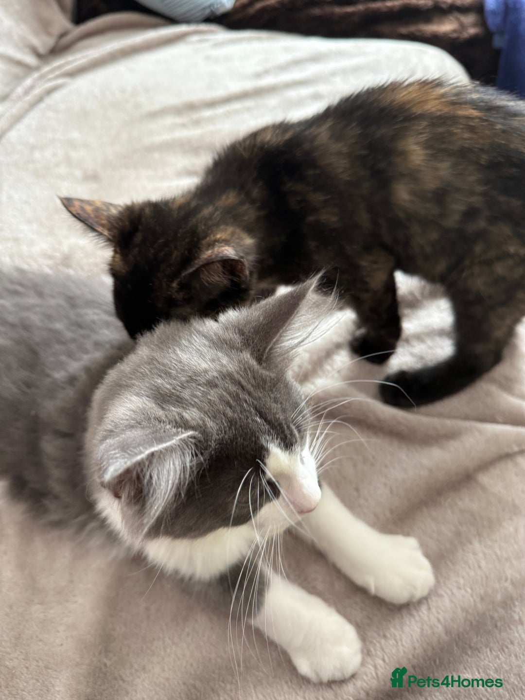 Mixed Breed cats for sale: lovely kitties - Image 6
