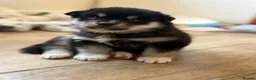 Pomsky dogs for sale: Stunning F3 Pomsky Puppies - Advert 29