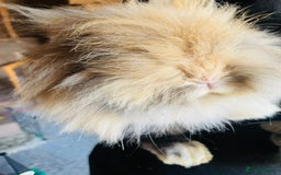 Lionhead rabbits for sale: Beautiful Lion head Baby Bunnies  - Image 13