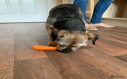 Border Terrier dogs for sale: Male Border Terrier - Image 3