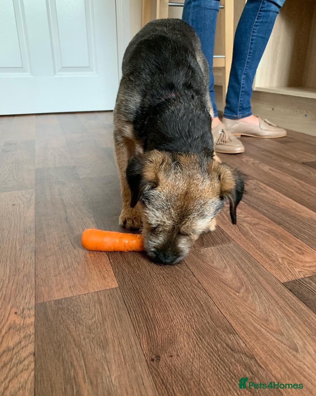 Border Terrier dogs for sale: Male Border Terrier - Image 3