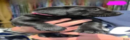 Labrador Retriever dogs for sale: STUNNING Pedigree Labrador Puppies in Portsmouth - Advert 5