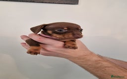 Dachshund dogs for sale: Miniature Smooth Haired Dachshund Puppies - Image 16