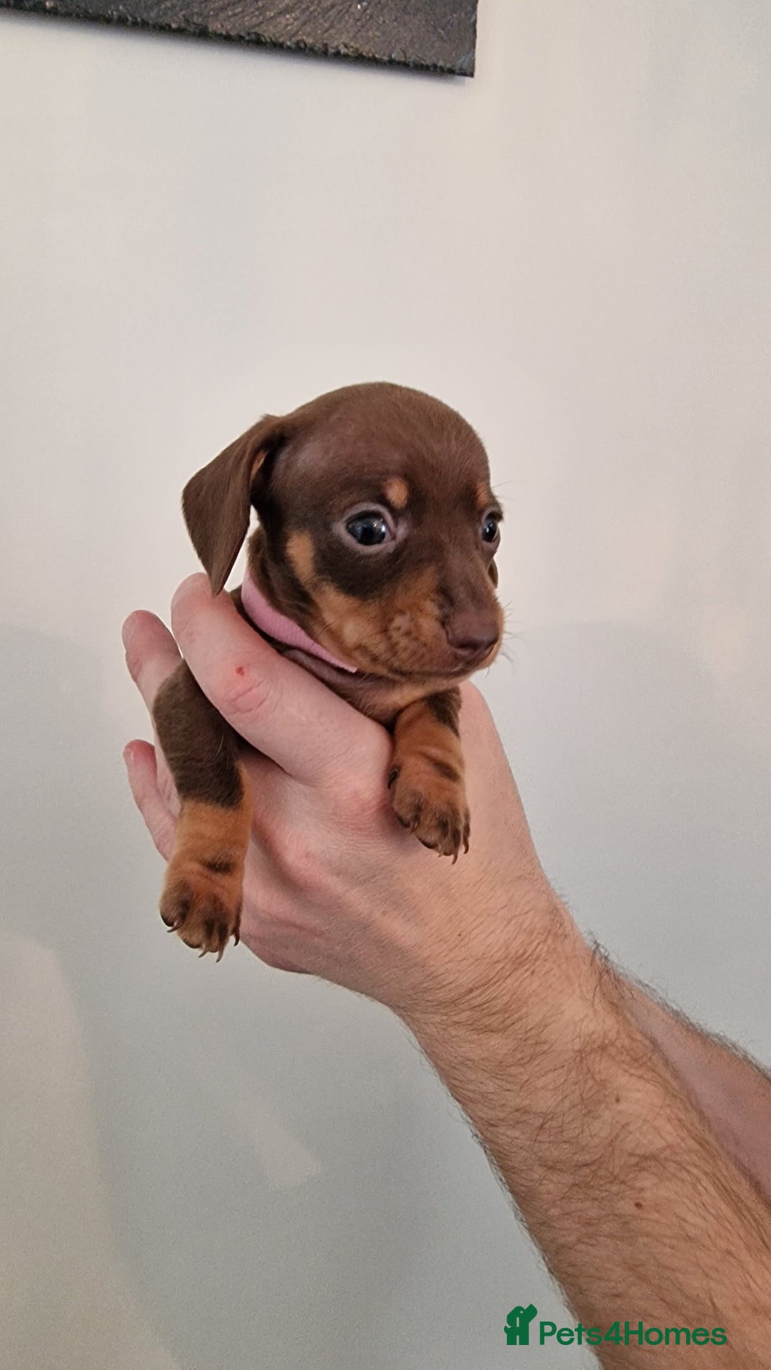 Dachshund dogs for sale: Miniature Smooth Haired Dachshund Puppies - Image 16