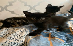 Mixed Breed cats for sale: Boy kitten looking for he’s for ever home  - Image 6