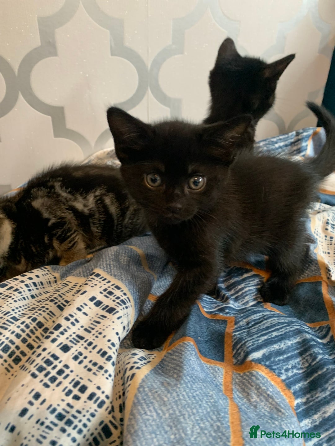 Mixed Breed cats for sale: Boy kitten looking for he’s for ever home  - Image 6