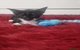 Oriental cats for sale: Oriental kittens - Advert 6