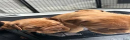 Dogue De Bordeaux dogs for sale: Bordeaux Babies - Advert 7