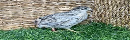 Quail poultry for sale: Chinese Painted/Button Quail | Eggs/Chicks/Layers  in Wells - Advert 9