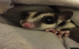 Sugar Glider rodents for sale: Two female sugar gliders with full set up - Image 10