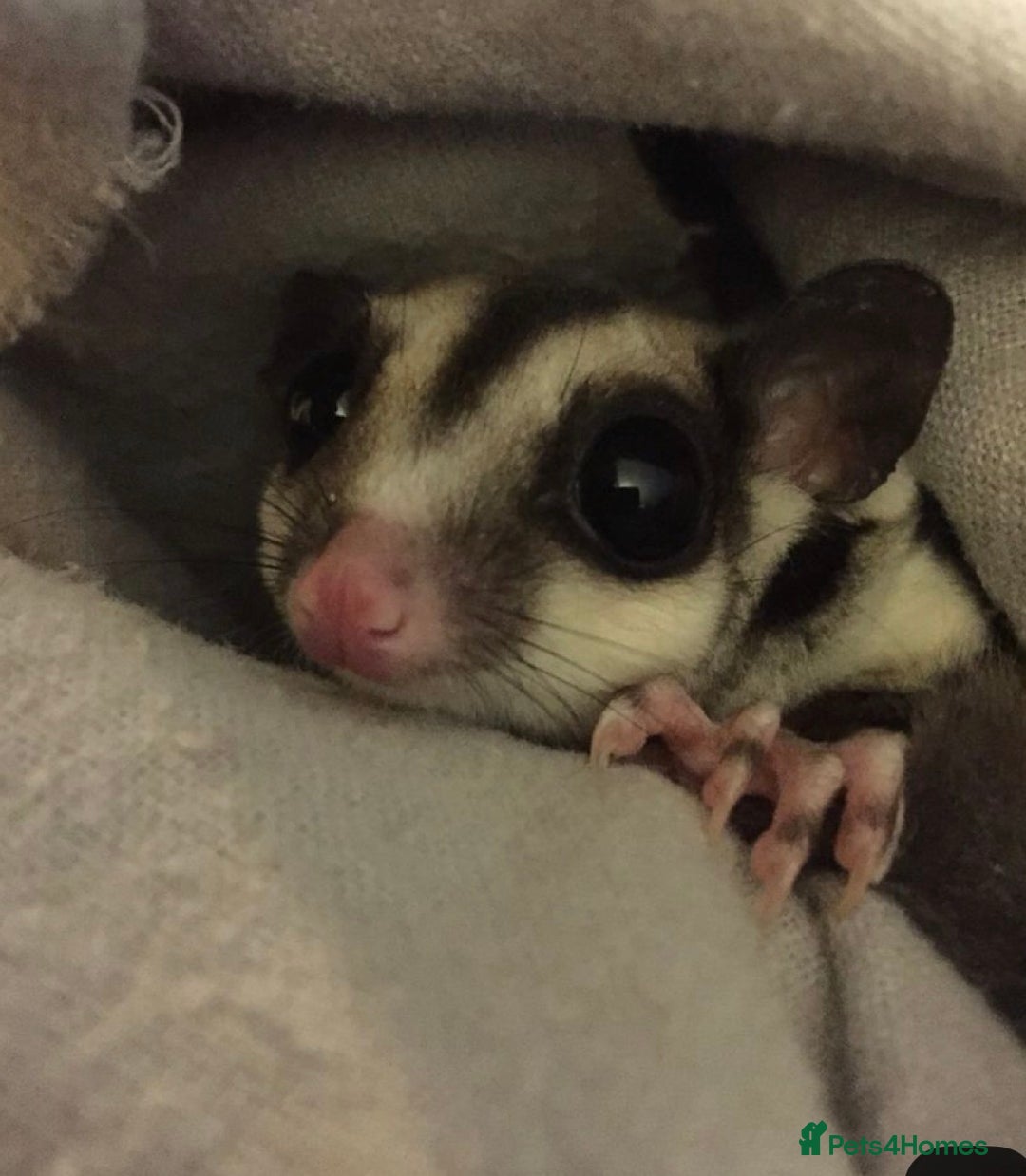 Sugar Glider rodents for sale: Two female sugar gliders with full set up - Image 10