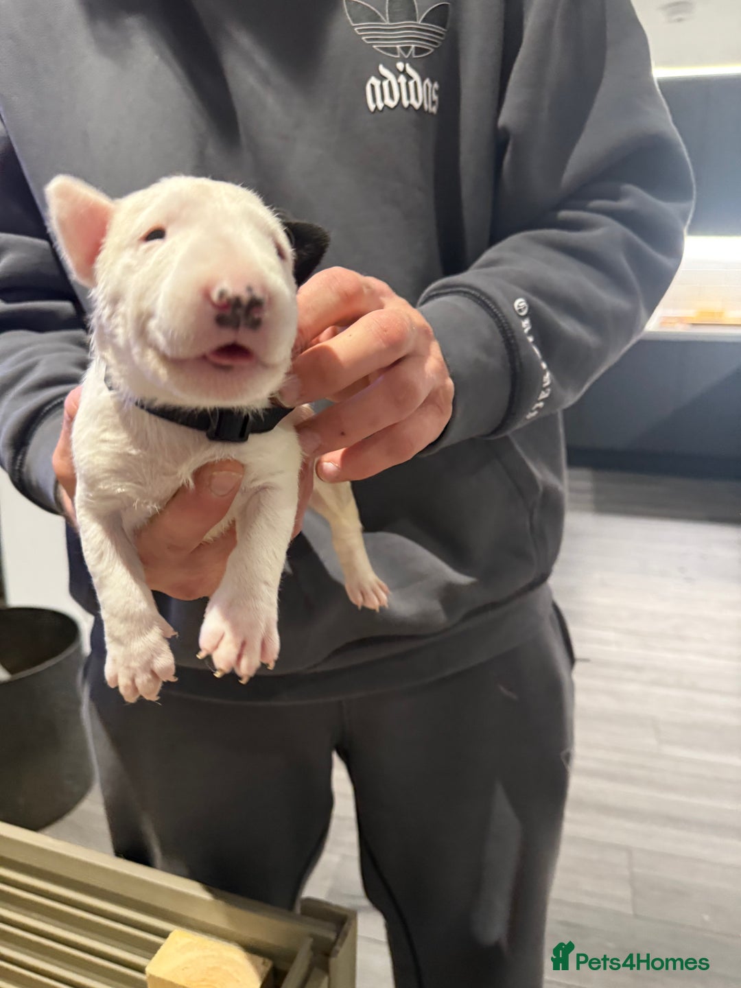 English Bull Terrier dogs for sale: English bull terrier puppy’s 4 weeks old  - Advert 14