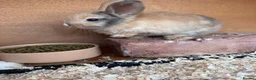Mixed Breed rabbits for sale: Various rabbits for sale  - Advert 21