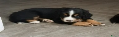 Bernese Mountain Dog 2