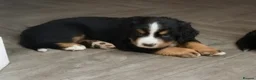 Bernese Mountain Dog dogs for sale: Bernesse pups in Coventry - Advert 7