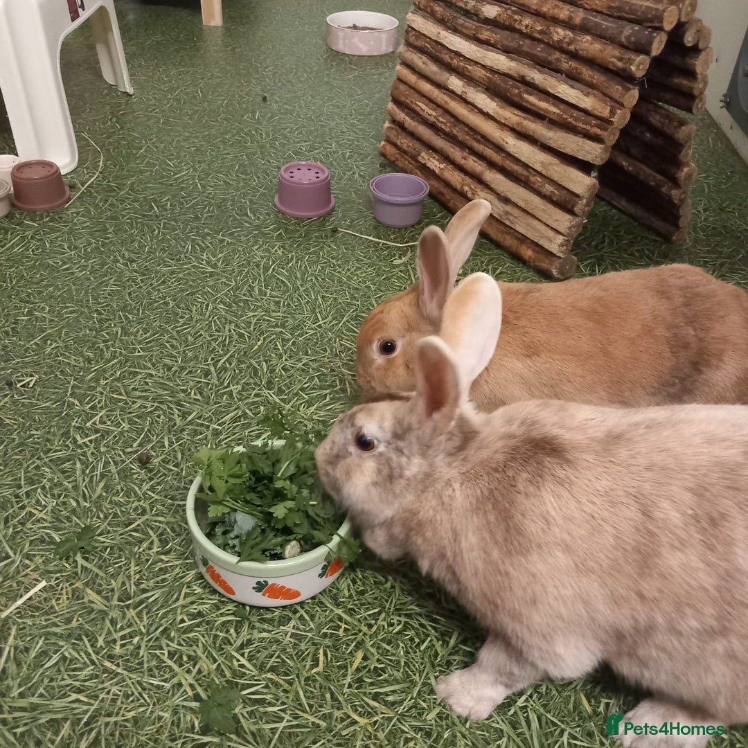 Mixed Breed rabbits for sale: Bonded male and female rabbits for adoption - Image 2