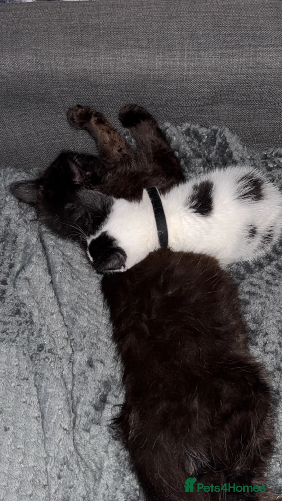 Mixed Breed cats for sale:  **  black and white male kitten  in Newcastle - Advert 2