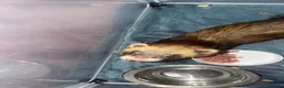 Ferret rodents for sale: Male friendly ferret  - Advert 3