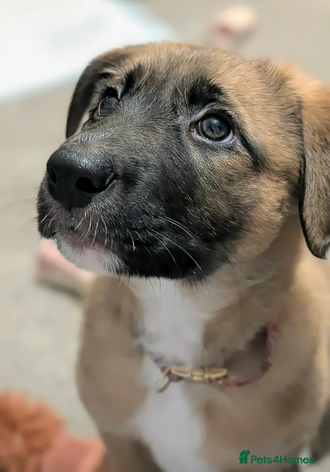 Mixed Breed dogs for sale: Belgian Malinois x Border Collie Pups Malincollie - Advert 4