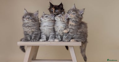 Maine Coon cats in Lewes - Advert 2