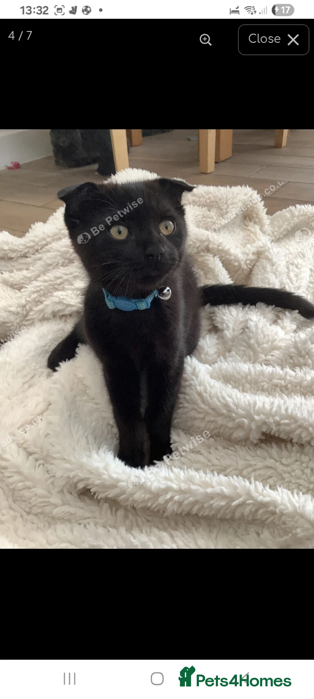 Scottish Fold cats for sale: Beautiful Scottish fold male available to leave  - Advert 2