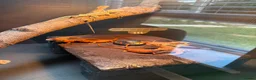 Bearded Dragon reptiles for sale: Bearded dragons - Advert 3
