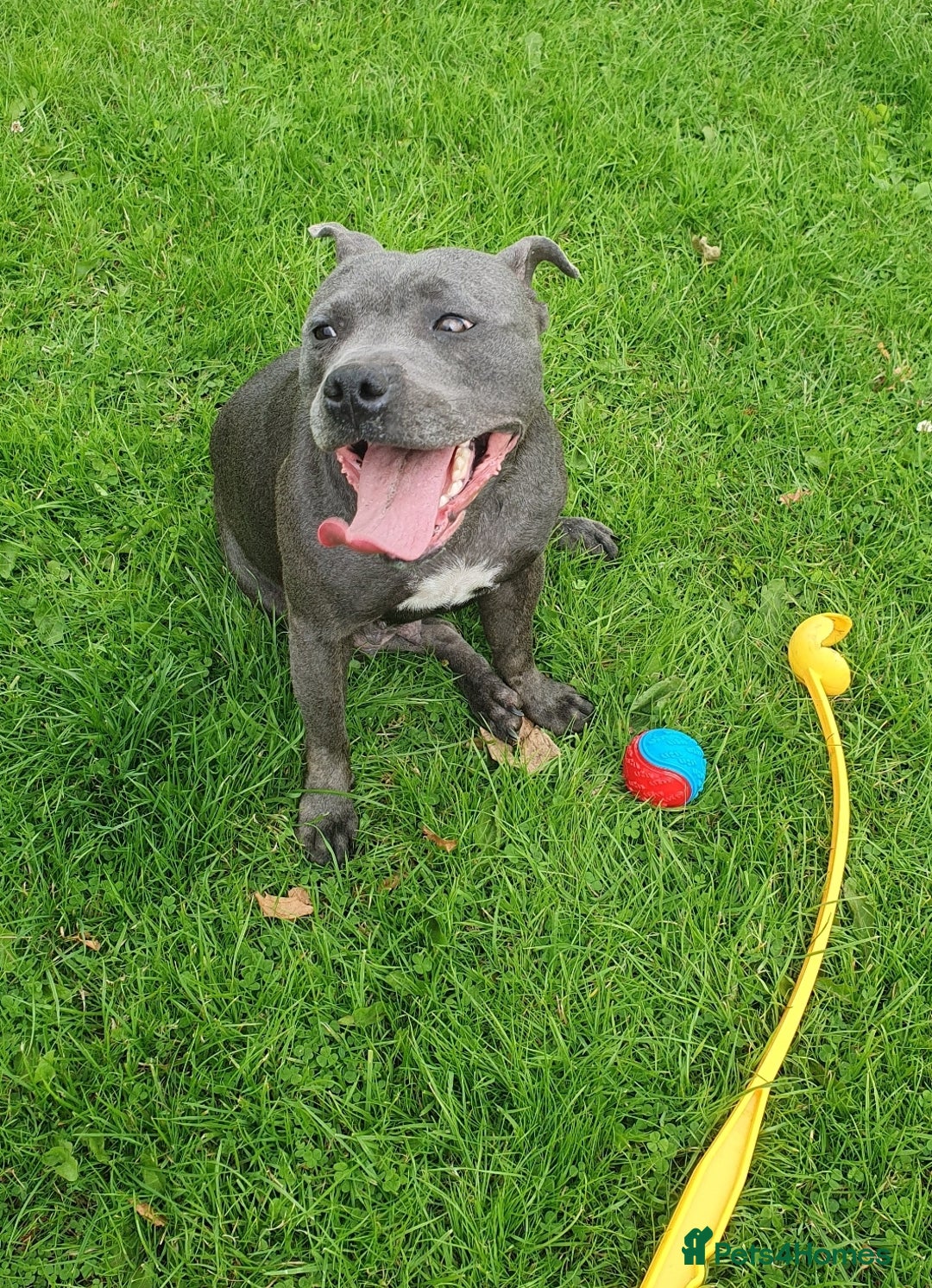 Staffordshire Bull Terrier dogs for sale: Champion Bloodline KC registered staffy puppies🐶  in Manchester - Image 11