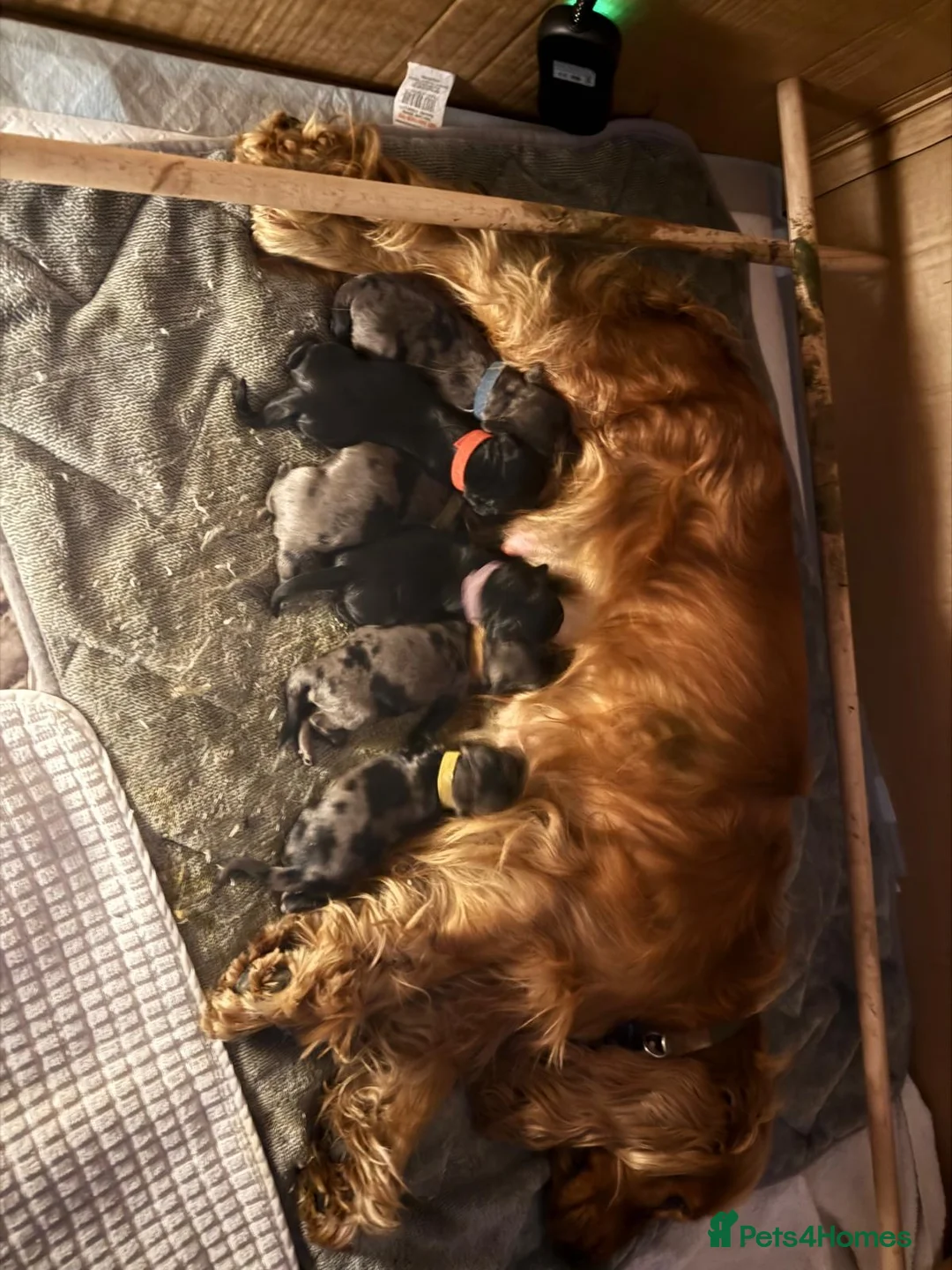 Cockapoo dogs for sale: F1b cockapoo puppies  - Advert 2