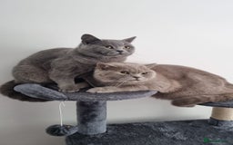 British Shorthair cats for sale: 2 male British Shorthair for Sale - Image 4