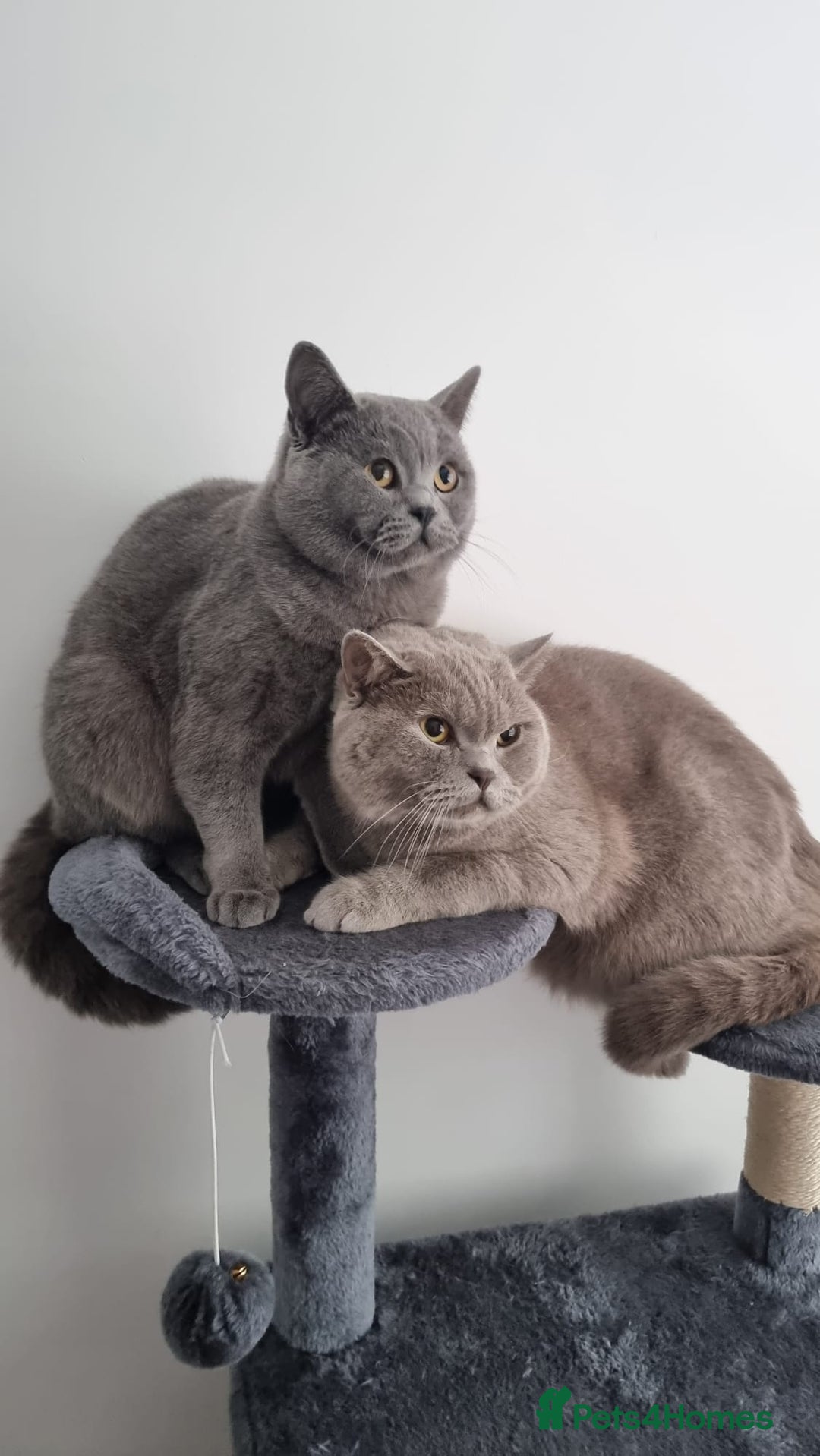 British Shorthair cats for sale: 2 male British Shorthair for Sale - Image 4