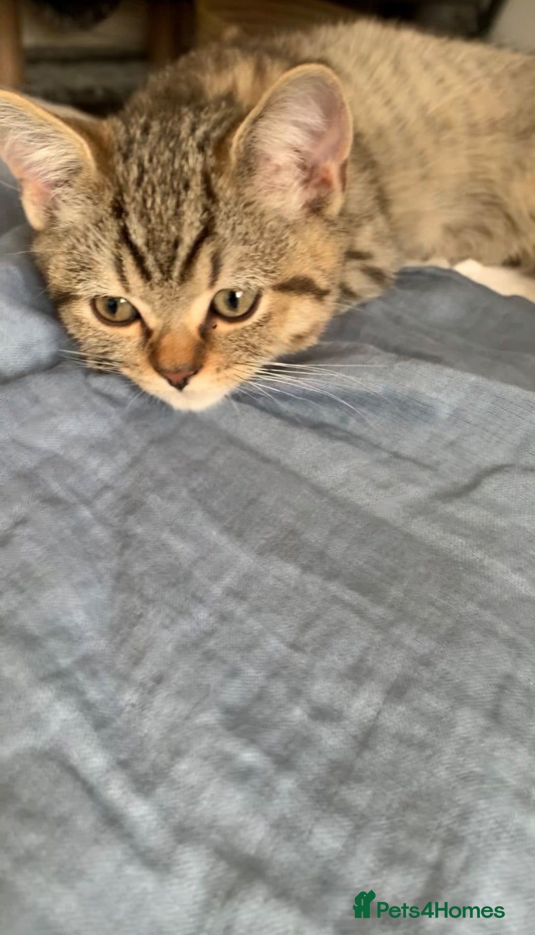 British Shorthair cats for sale: Beautiful British Shorthair Babies 🤍 - Advert 2