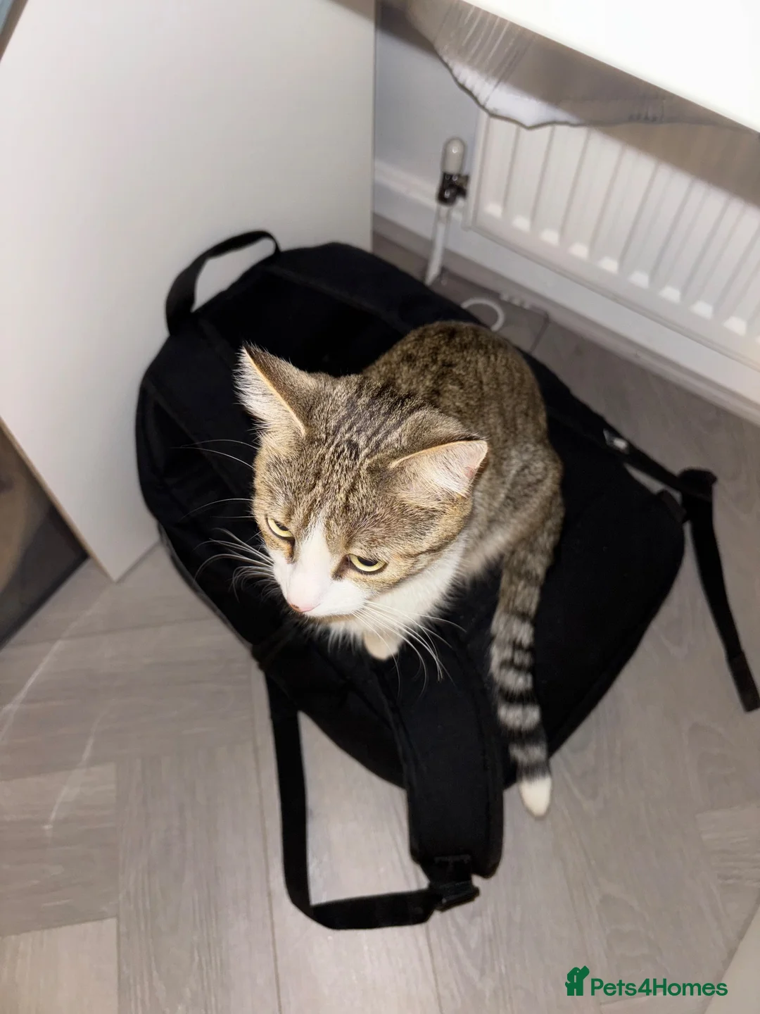 Domestic Shorthair cats for sale: 2-Year-Old Female Tabby & White Cat - Advert 7
