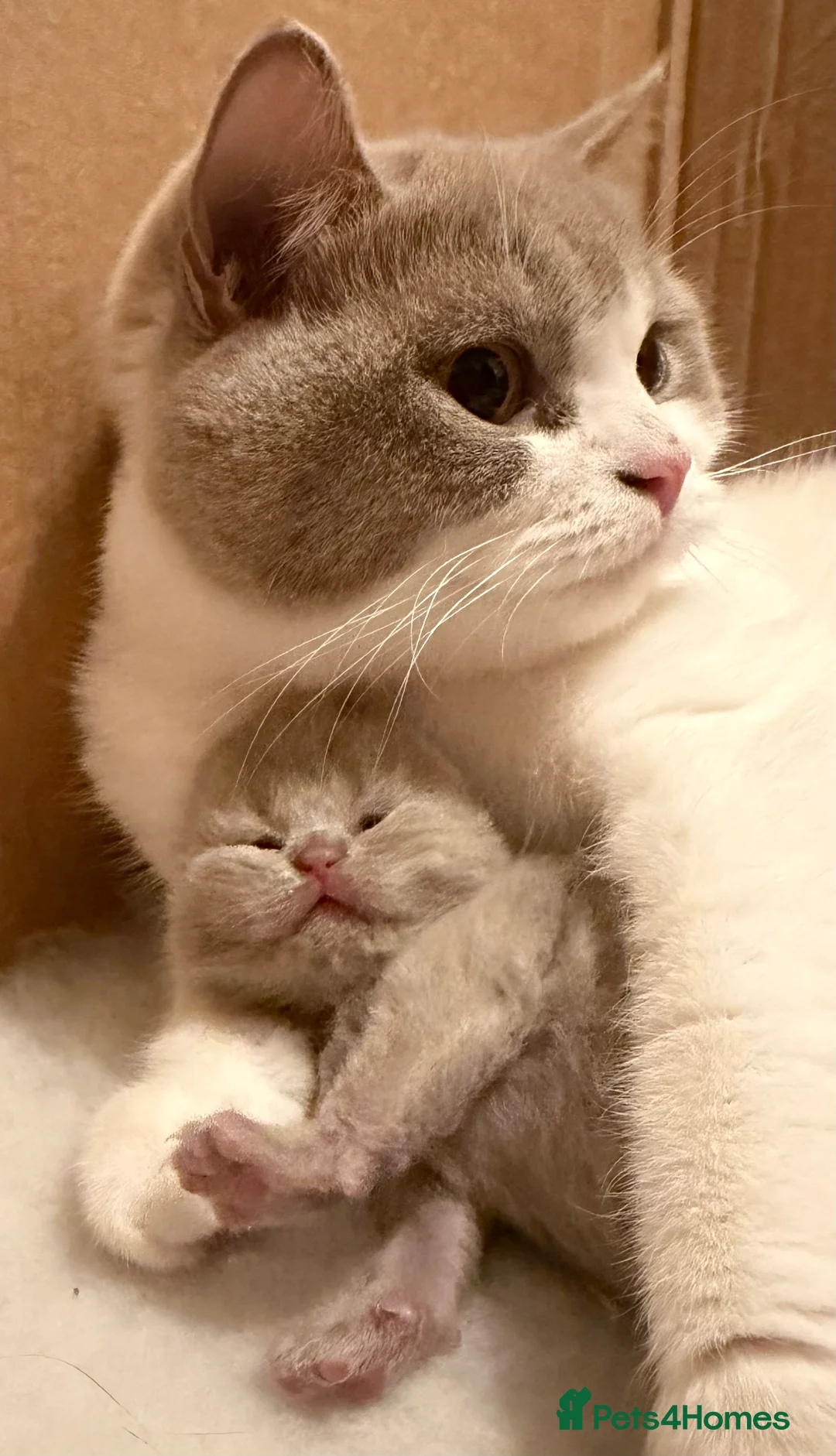 Brazilian Shorthair cats for sale: Lilac and Lilac & White - Advert 1