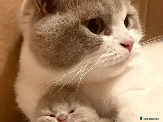 Brazilian Shorthair cats Lilac and Lilac & White - Advert 8