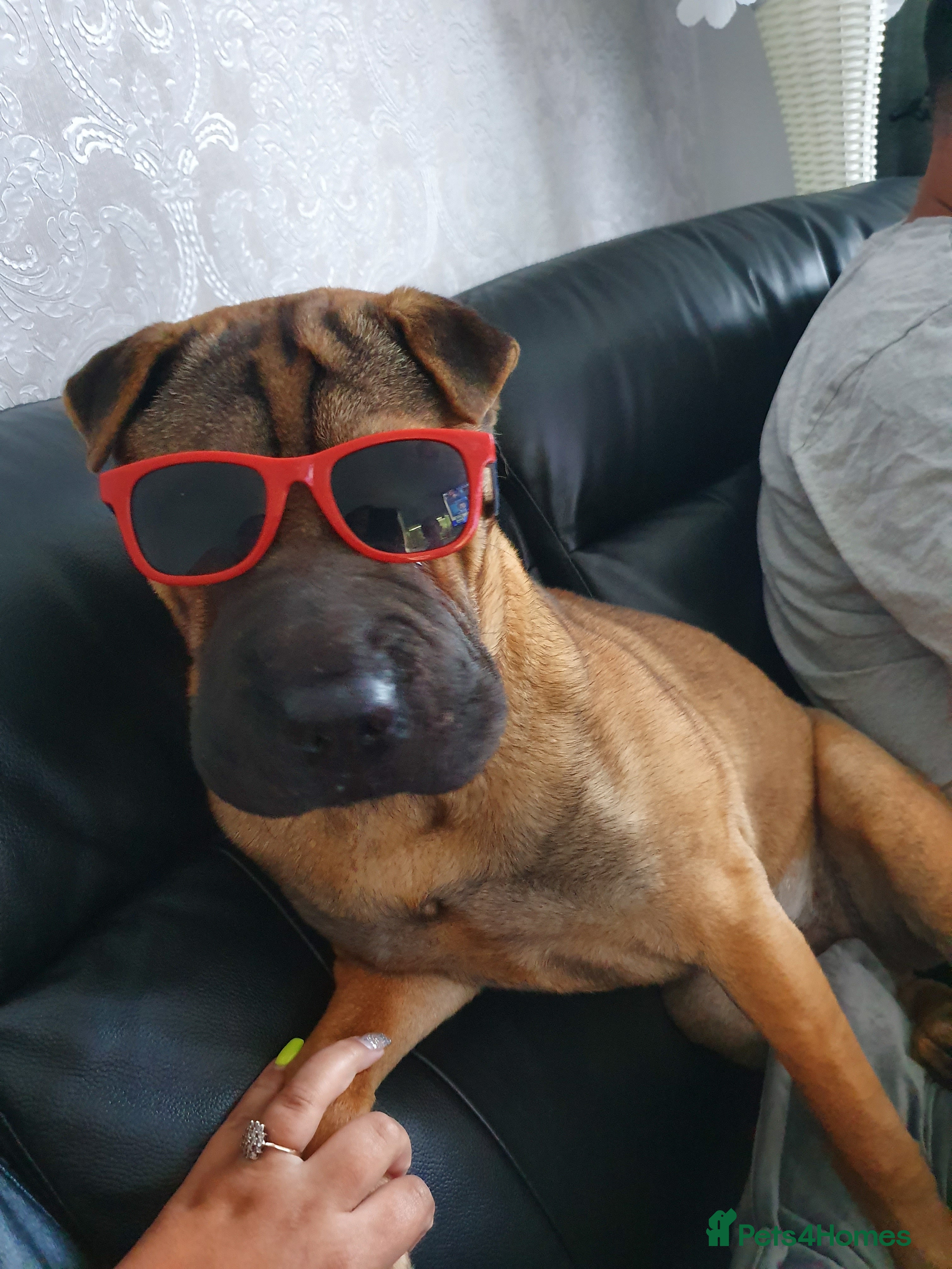 Shar Pei dogs 2 baby’s left… 1 boy & 1 girl left  - Advert 1