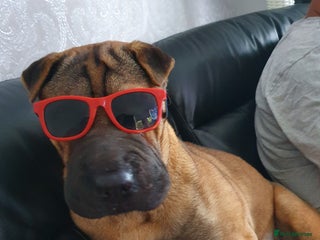 Shar Pei dogs 2 baby’s left… 1 boy & 1 girl left - Advert 1