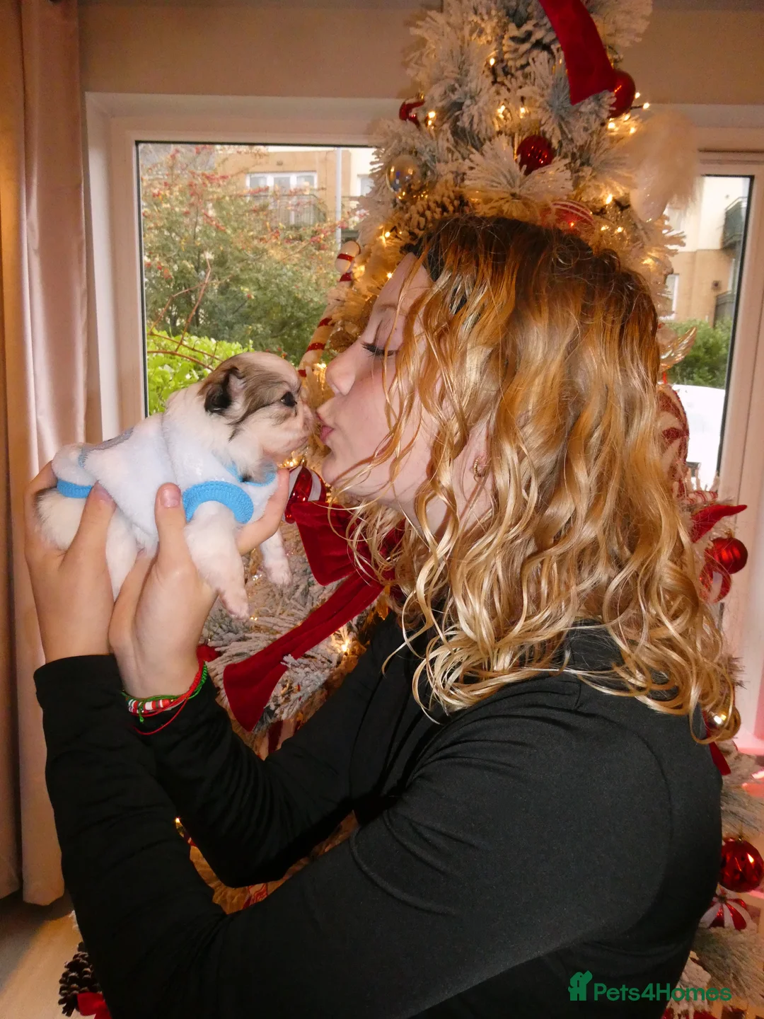 Chihuahua dogs for sale: Long Coat Chihuahua Boys Outstanding Quality ⭐️ - Advert 17