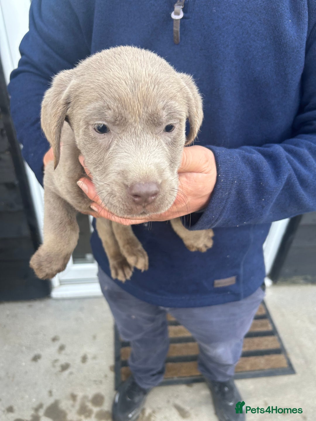 Labrador Retriever dogs for sale: Silver Labrador  - Advert 12