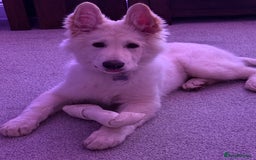 German Shepherd dogs for sale: White German shepherd pup  - Image 1