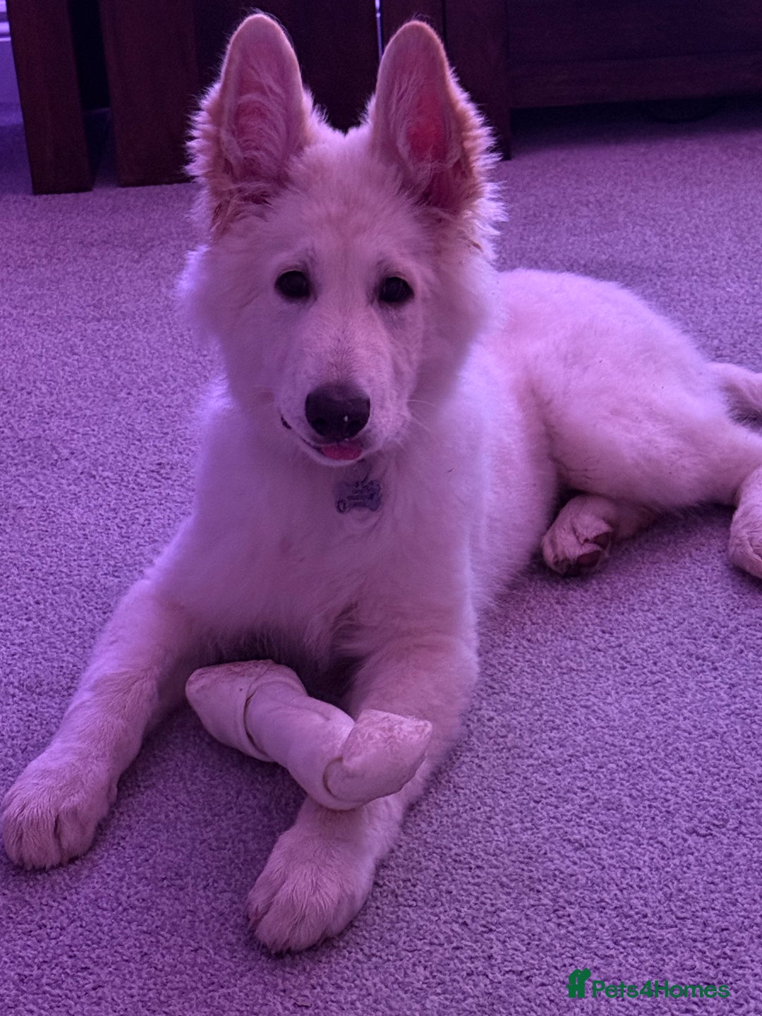 German Shepherd dogs for sale: White German shepherd pup  - Image 1