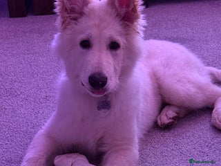 German Shepherd dogs for sale - Advert 1