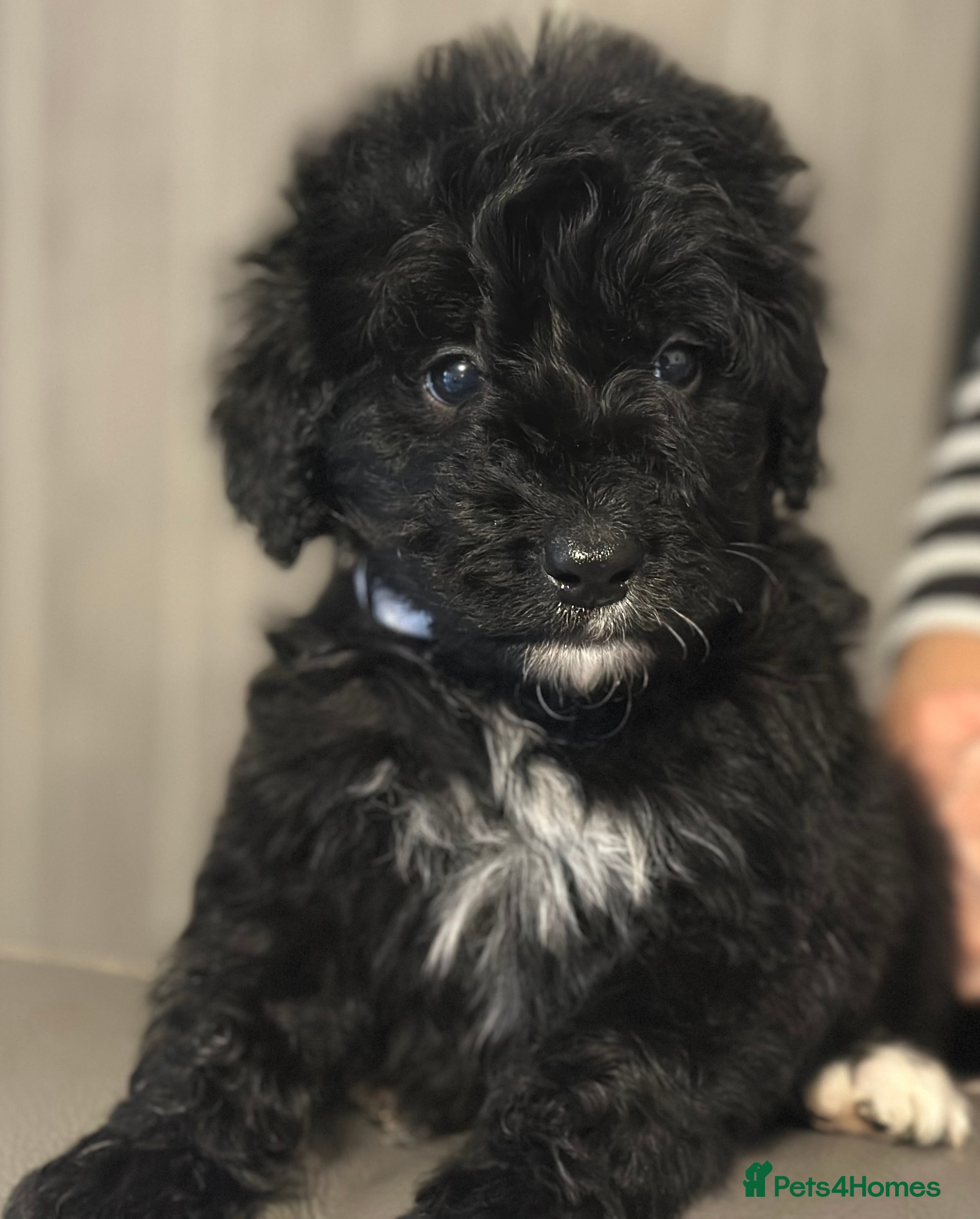 Bernedoodle dogs F1 STANDARD BERNADOODLE VACCINATED FULL VET CHECK - Advert 1