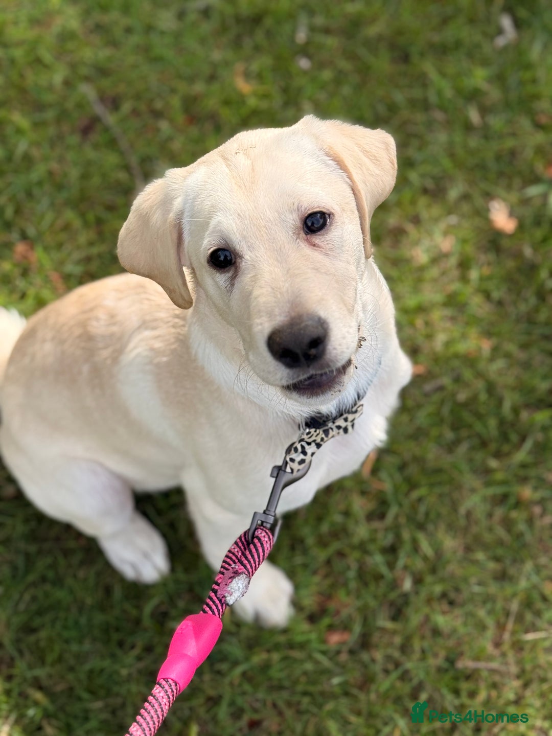 Labrador Retriever dogs for sale: 16 week old Labrador puppy - Image 4