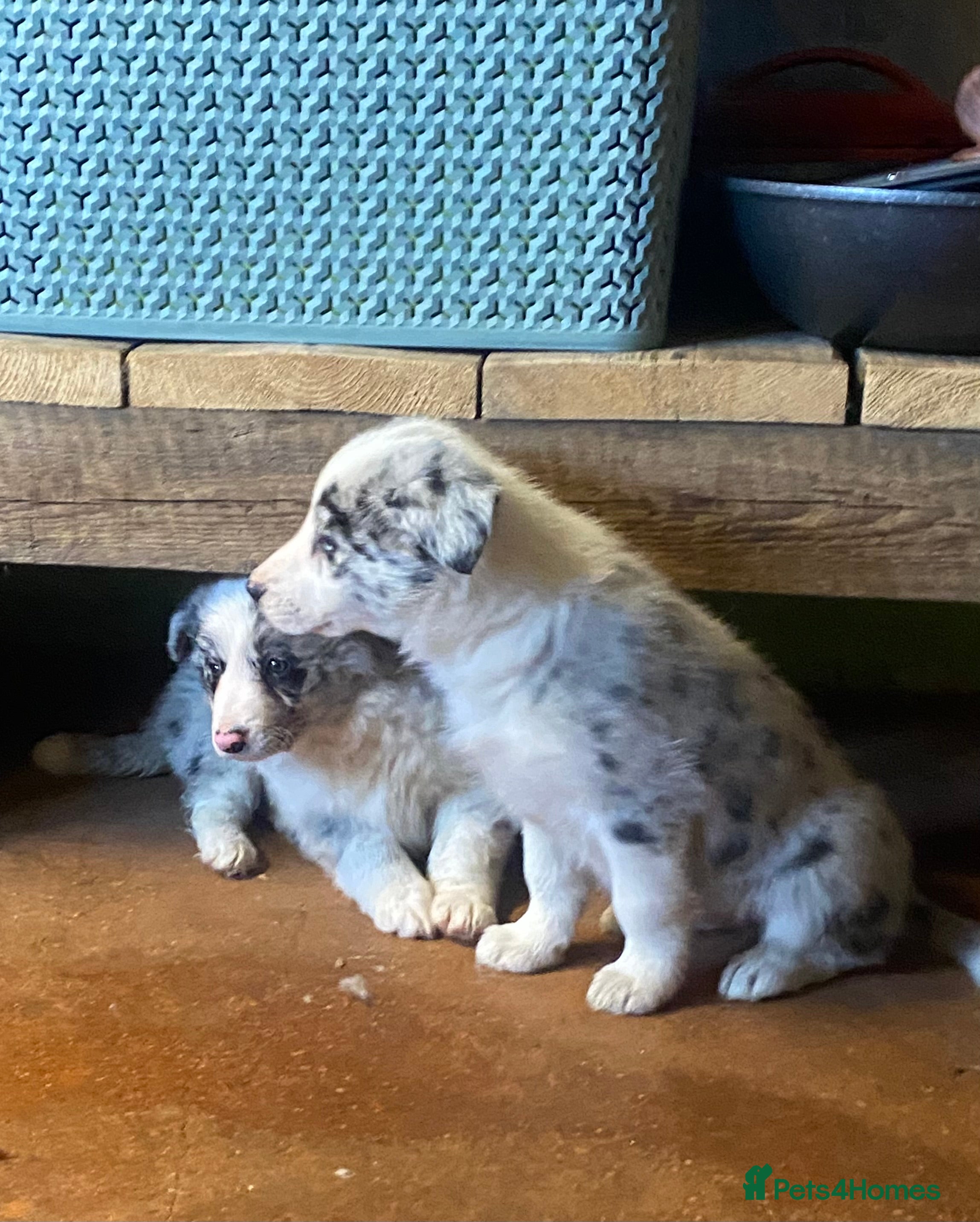 Border Collie dogs Collie pups - Advert 2