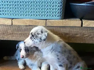 Border Collie dogs Collie pups - Advert 2