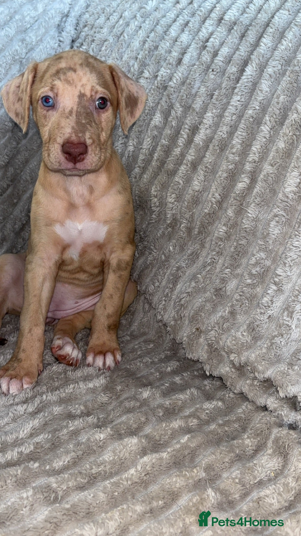 Mixed Breed dogs Family raised mixed breeds  - Advert 13