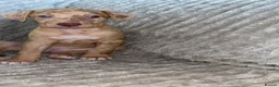 Mixed Breed dogs for sale: Bull lurchers  - Advert 6
