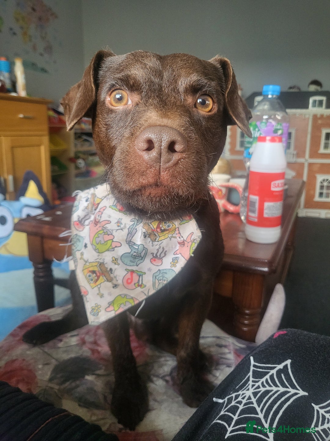 Patterdale Terrier dogs for sale: Mojo- Chocolate Patterdale  - Advert 3